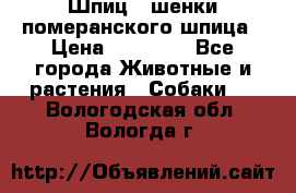 Шпиц - шенки померанского шпица › Цена ­ 20 000 - Все города Животные и растения » Собаки   . Вологодская обл.,Вологда г.